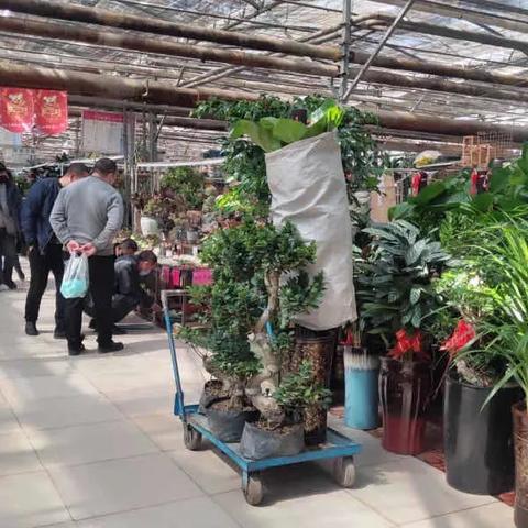 郑州陈寨花卉市场，城市缤纷花海与生活记忆的交融地