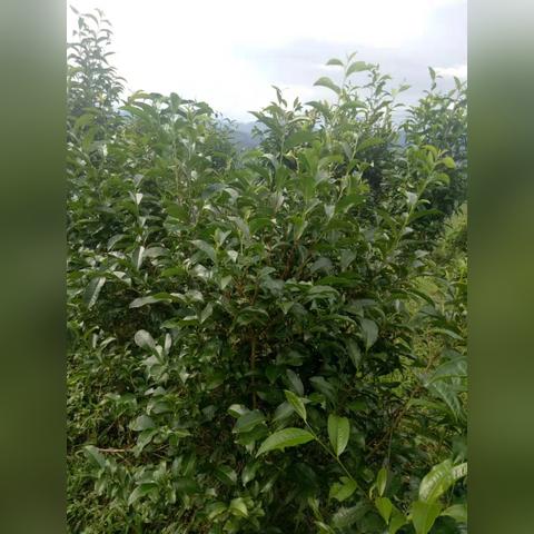 云南出租车司机遇害案，悲剧落幕与深度反思