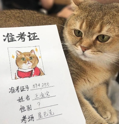 准考证失踪记，教育考场中的人性温度