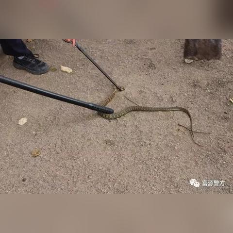 放生毒蛇，危险且不负责任的行为