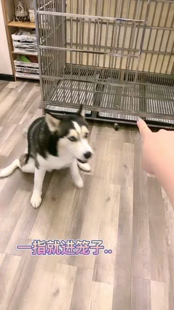 四只狗狗默契过马路爆红网络，暖心瞬间获千万点赞