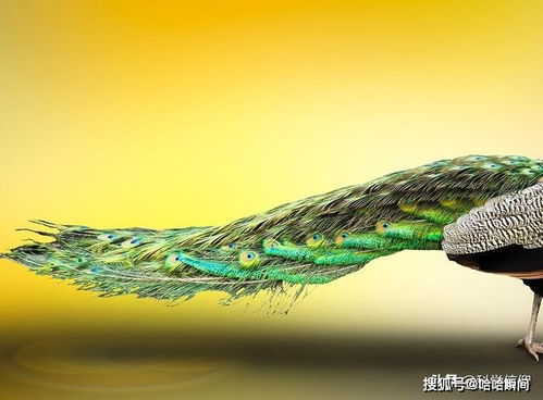 武汉暴雪，两只孔雀的冷暖救援记