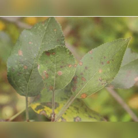 植物综合酶，奥秘与价值的深度探索