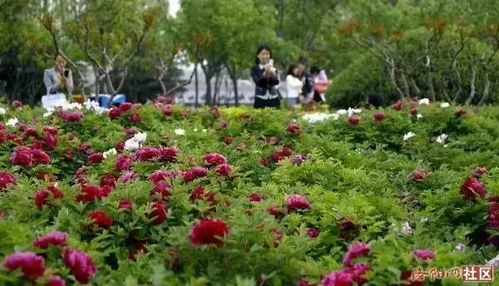 洛阳牡丹花会开幕式直播，共赏牡丹盛宴，领略千年古都魅力