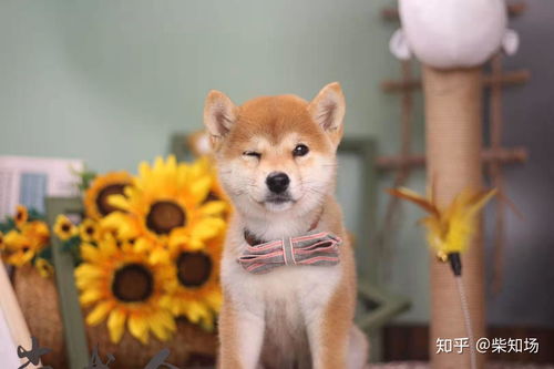 机器狗与柴犬的奇妙拜年之旅
