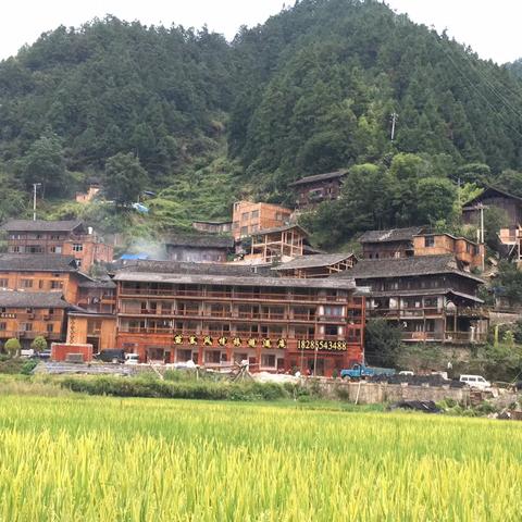 探寻小米金色谷物的源头之旅