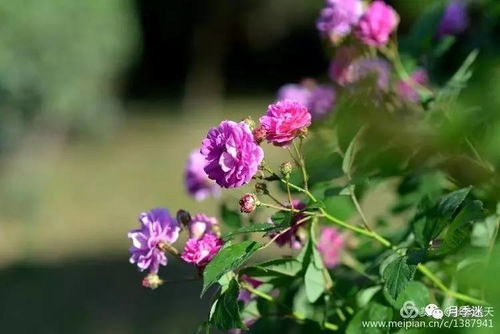 又见蔷薇花开，那一抹绚烂的色彩