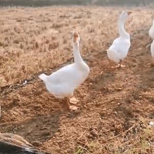 落单大鹅的疯狂追击，一场独特的战斗