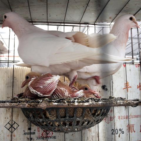 女子捡到戴脚环鸽子，获赠养鸽新宠