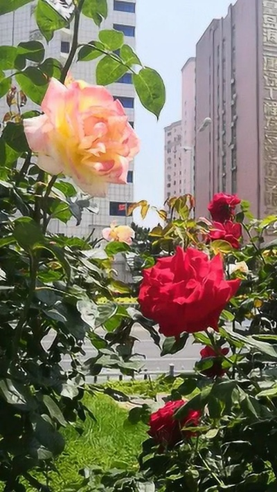 秦皇岛的市花——月季