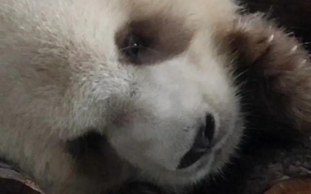探索七仔的奇妙睡眠世界