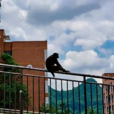 猴子下山奇遇贵州大学宿舍探秘