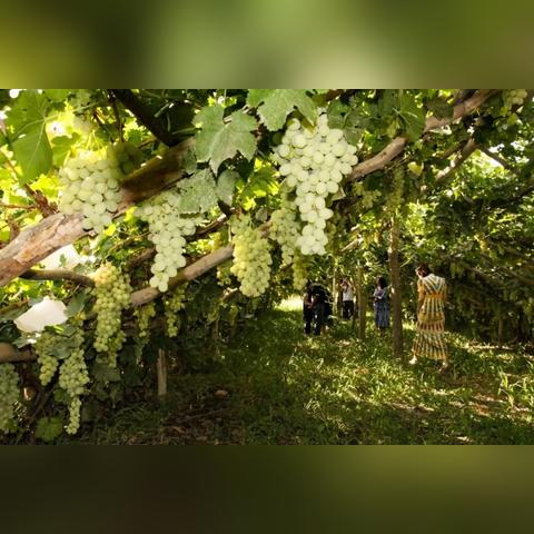头条新闻，社会瞭望塔与时代脉搏的交织