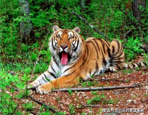 园方回应东北虎脏出新高度，环境与动物共生难题的挑战与解决策略
